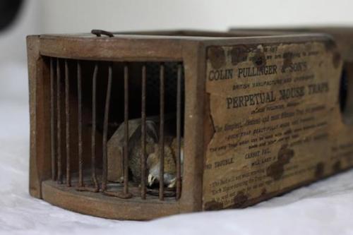 Museum-invading-mouse-ensnared-by-displays-155-year-old-mousetrap