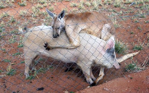 100279455_PIC_BY_RYAN_FRAZER-_CATERS_NEWS_-_PICTURED_Apples_and_the_kangaroo_cuddling_-_Ive_got_ROO-xlarge_trans++7t4Eljyiy6iRMFuEKY2dXMpTobGAT64pWhLFH1dXQiM